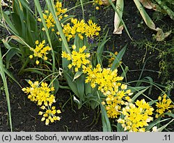 Allium moly (czosnek południowy)