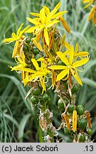 Asphodeline lutea (złotnica żółta)