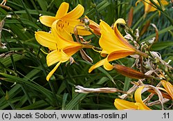 Hemerocallis flava (liliowiec żółty)