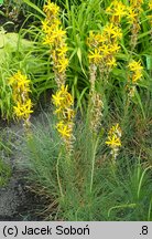 Asphodeline lutea (złotnica żółta)