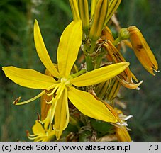 Asphodeline lutea (złotnica żółta)