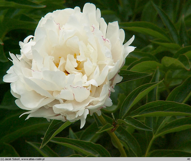 Paeonia lactiflora La Tulipe