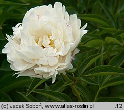 Paeonia lactiflora La Tulipe