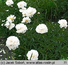 Paeonia lactiflora Germaine Bigot