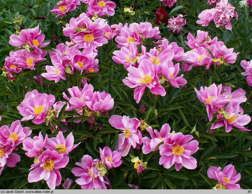 Paeonia lactiflora Murillo