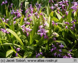 Bletilla striata (bletilla pasiasta)