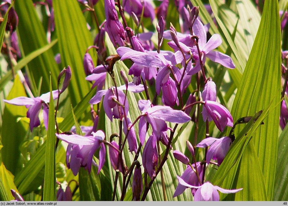 Bletilla striata (bletilla pasiasta)