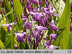 Bletilla striata (bletilla pasiasta)