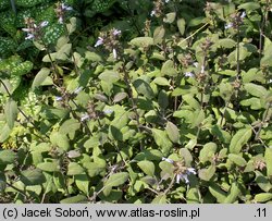 Salvia officinalis (szałwia lekarska)