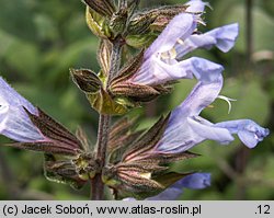 Salvia officinalis (szałwia lekarska)