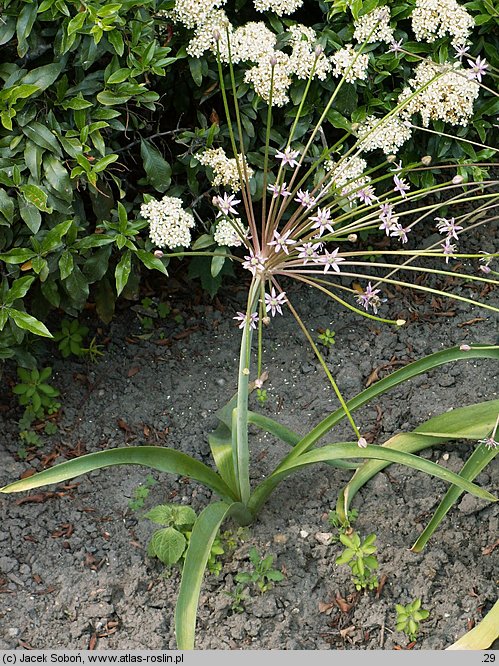 Allium schubertii (czosnek Schuberta)