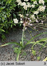 Allium schubertii (czosnek Schuberta)