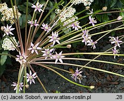 Allium schubertii (czosnek Schuberta)