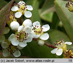 Stranvaesia davidiana (głogownik Dawida)