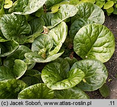 Bergenia ciliata