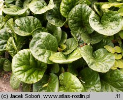 Bergenia ciliata