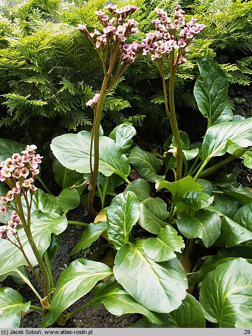 Bergenia Pinneberg