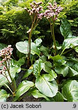 Bergenia Pinneberg