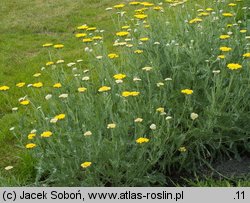 Achillea Moonshine