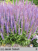 Salvia nemorosa Ostfriesland