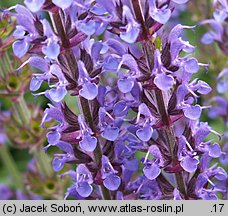 Salvia nemorosa Ostfriesland