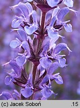 Salvia nemorosa Ostfriesland