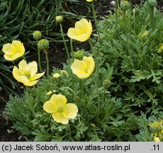 Papaver miyabeanum