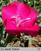 Dianthus gratianopolitanus (goździk siny)