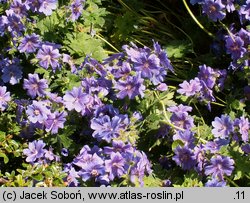 Geranium xmagnificum