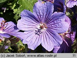 Geranium xmagnificum