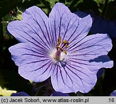 Geranium xmagnificum