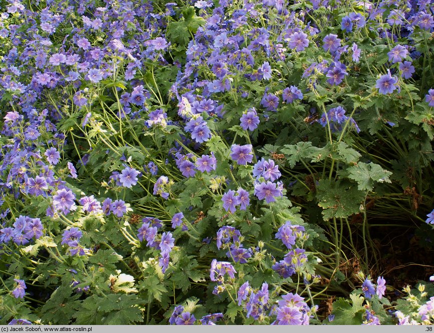 Geranium xmagnificum