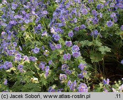 Geranium xmagnificum