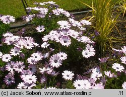 Osteospermum cv. Zanzibar Pink