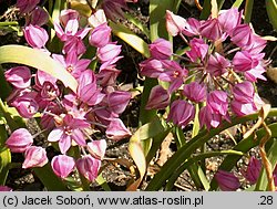 Allium oreophilum (czosnek Ostrowskiego)