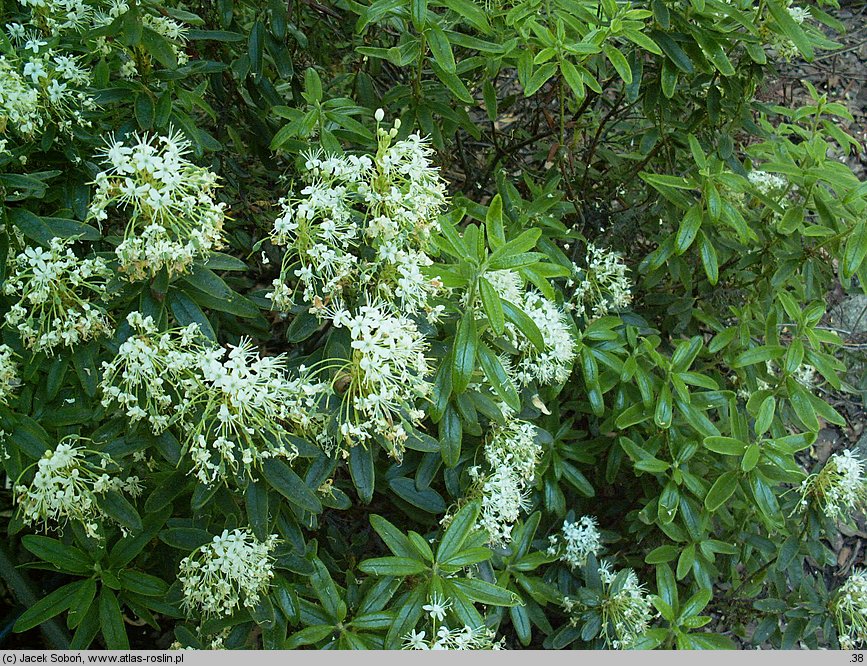 Ledum groenlandicum