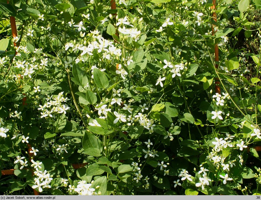 Clematis mandschurica (powojnik mandżurski)