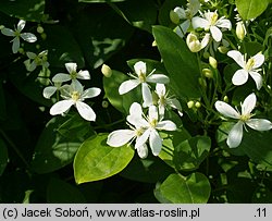 Clematis mandschurica (powojnik mandżurski)