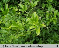 Citrus trifoliata (pomarańcza trójlistkowa)