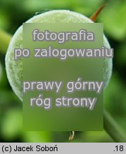 Citrus trifoliata (pomaraÅ„cza trÃ³jlistkowa)