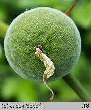 Citrus trifoliata (pomarańcza trójlistkowa)