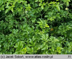 Citrus trifoliata (pomarańcza trójlistkowa)