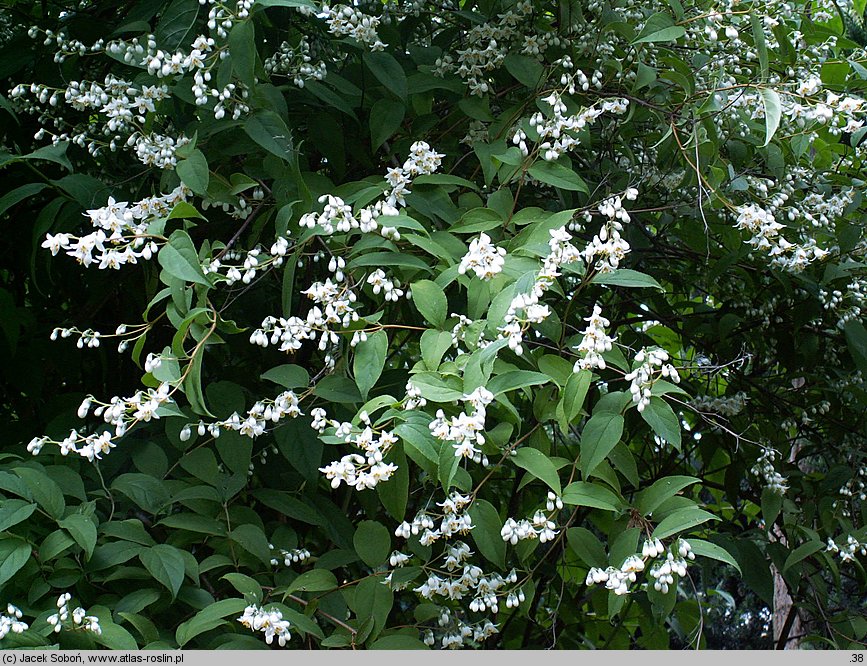 Deutzia discolor (żylistek różnobarwny)