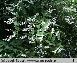 Deutzia discolor (żylistek różnobarwny)