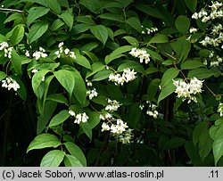 Deutzia discolor (żylistek różnobarwny)