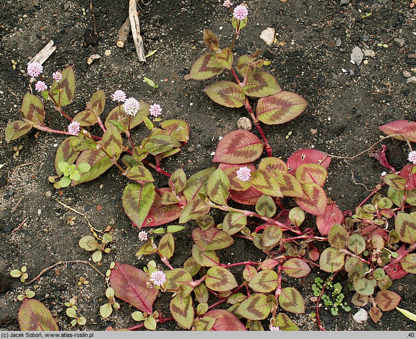 Persicaria capitata (rdest główkowaty)