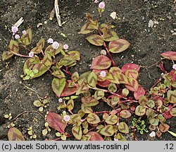 Persicaria capitata (rdest główkowaty)