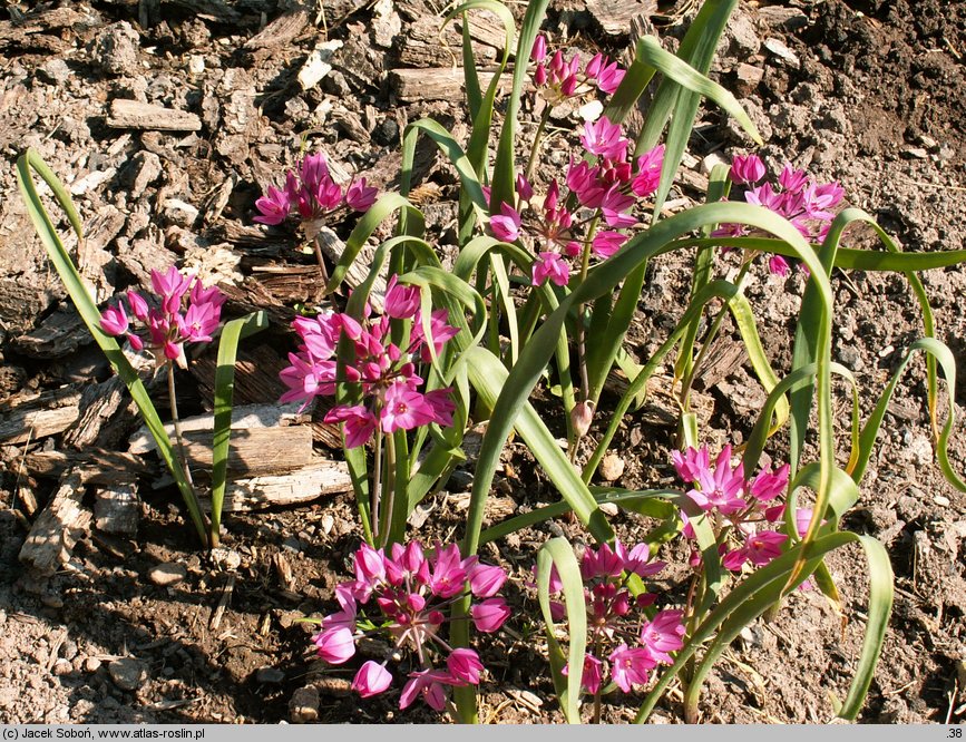 Allium oreophilum (czosnek Ostrowskiego)