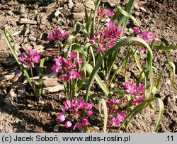 Allium oreophilum (czosnek Ostrowskiego)