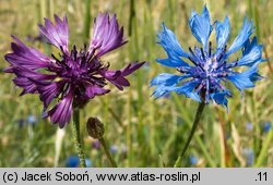 Centaurea cyanus (chaber bławatek)